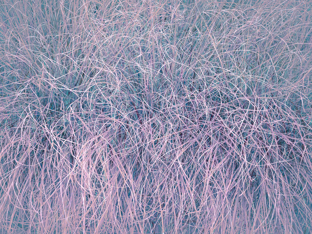 Grasses, abstract, Kew Gardens