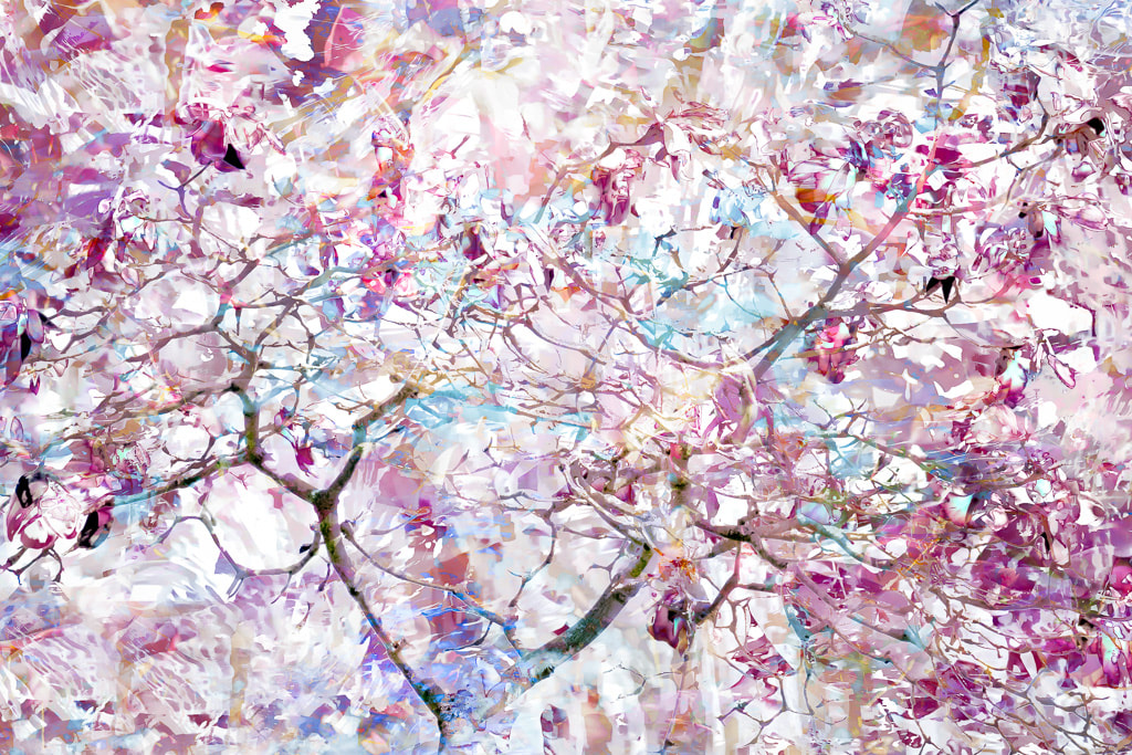 Magnolia Mirage, abstract image of a magnolia tree in blossom