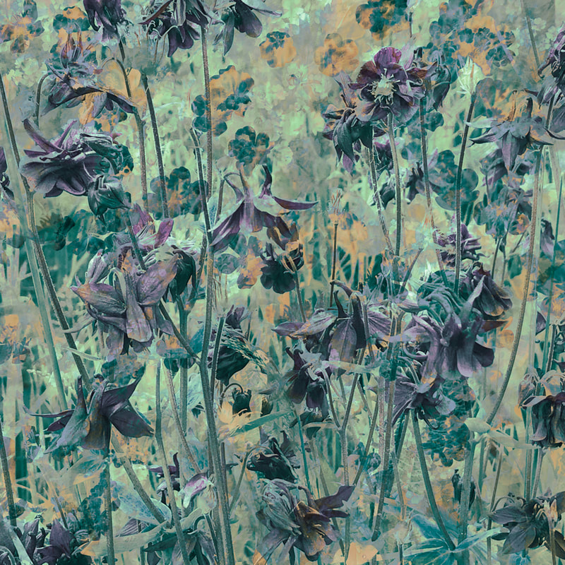 Aquilegia flowers and buttercups, abstract multiple exposure