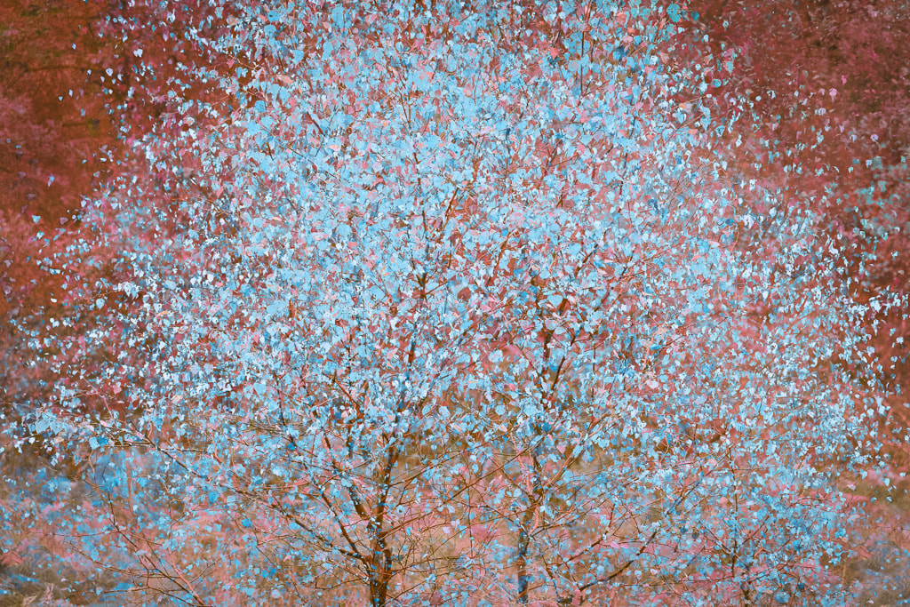 Autumn Fantasy, abstract artwork featuring autumnal birch trees, IGPOTY Highly Commended