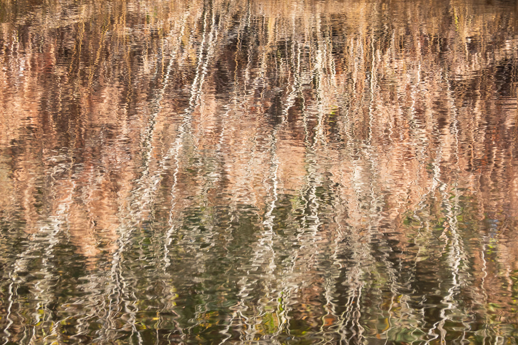 Abstract autumn reflections, Forest of Dean