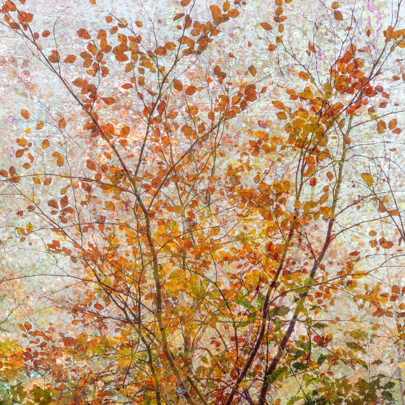 Beech gold, autumn colours, multiple exposure