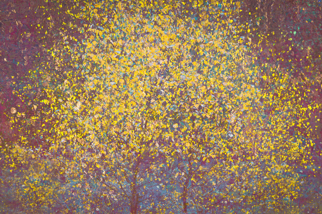 Autumn Fantasy, birch trees, multiple exposure