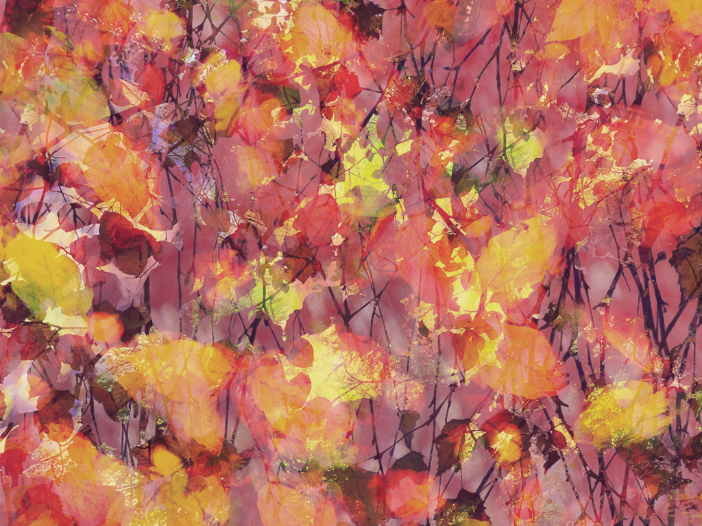 Autumn Glow, woodland abstract