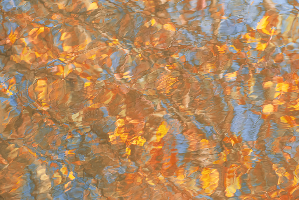 Autumn gold, abstract reflections, Forest of Dean
