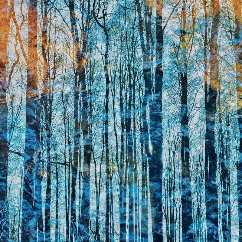winter woodland, Forest of Dean