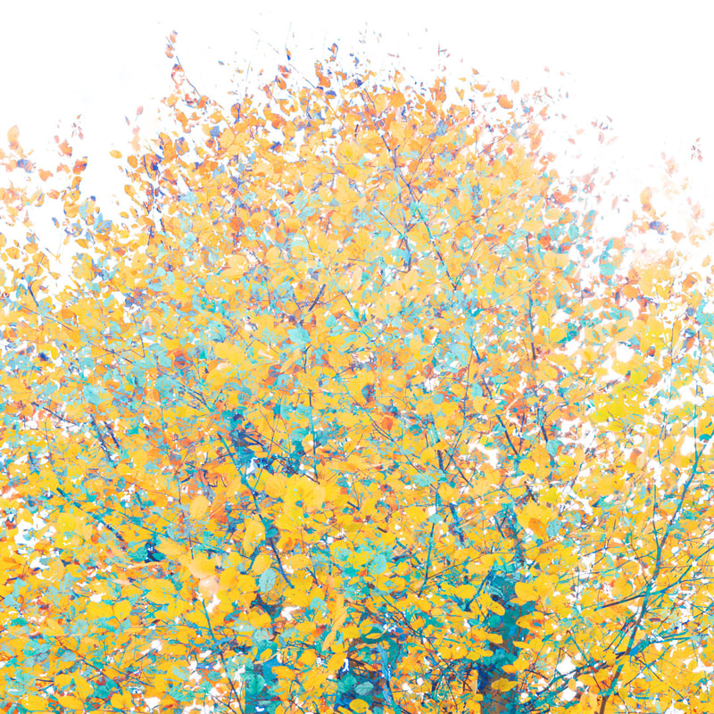 Autumn Confetti, beech tree