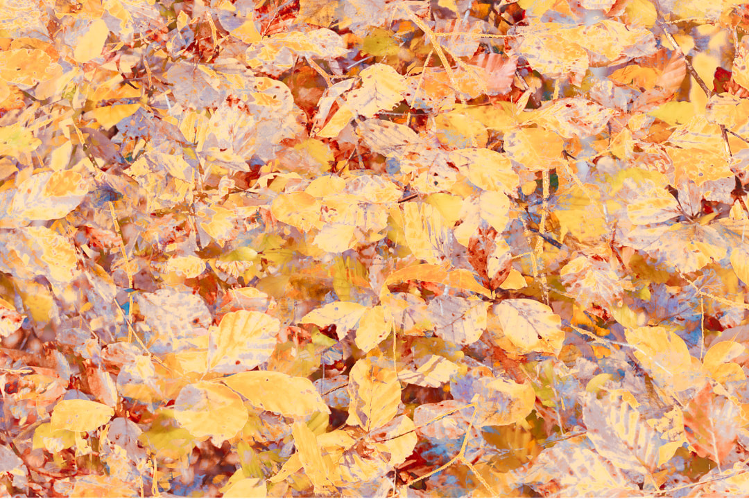 A carpet of autumnal beech leaves