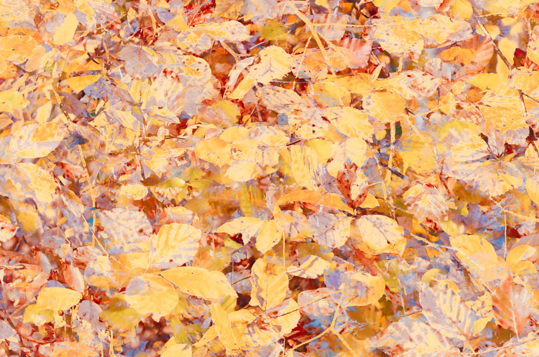 Autumn Tapestry, beech leaves