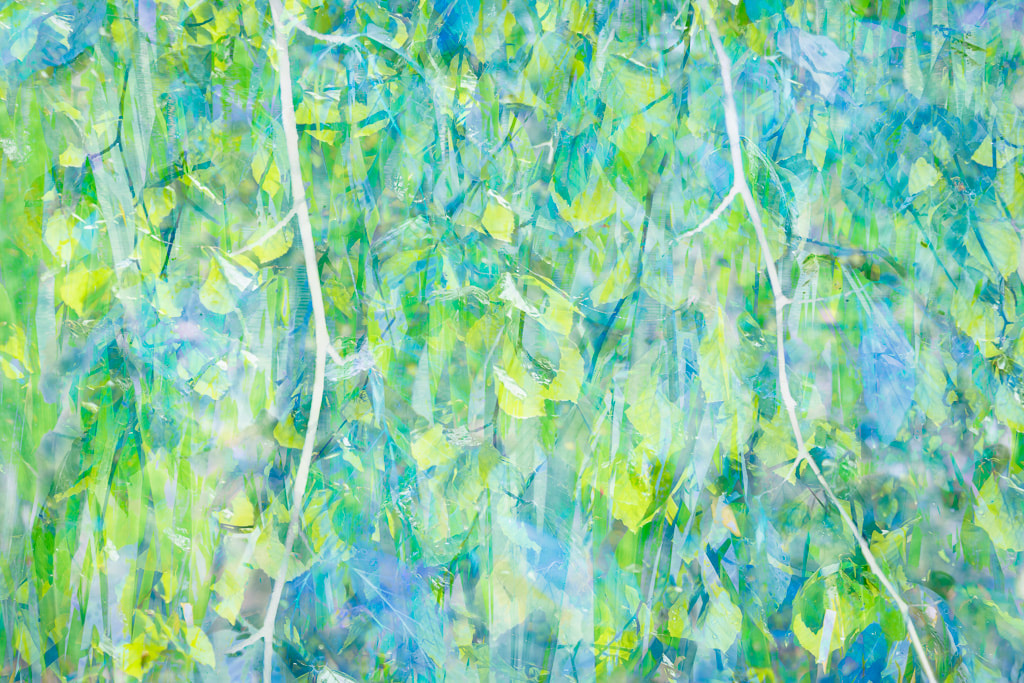 Spring Freshness, beech tree abstract