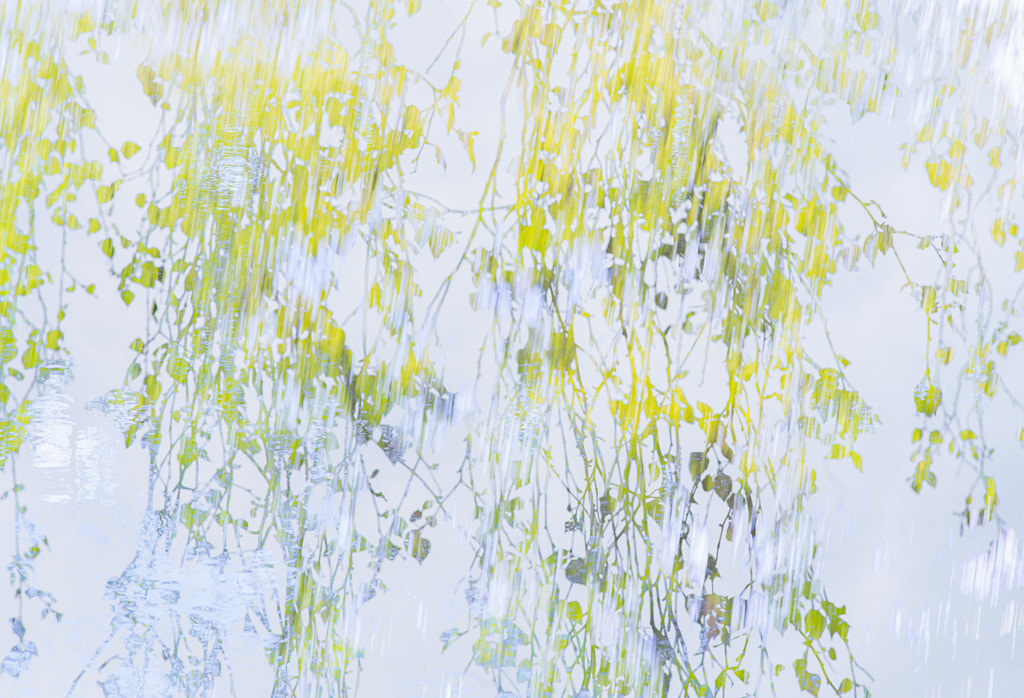 Spring Veil, birch tree abstract