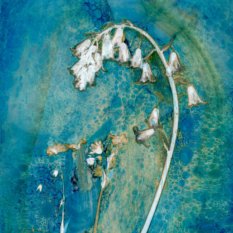 Bluebell, cyanolumen print, cyanotype, lumen