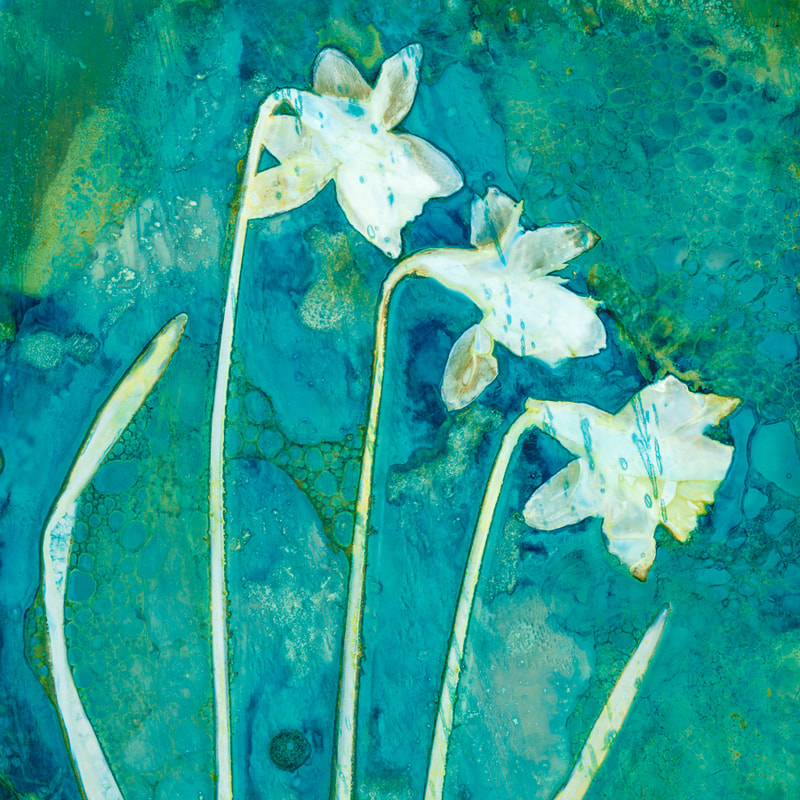 Daffodils, flowers, cyanolumen