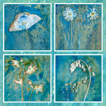 Garden of Solace, cyanolumen prints of garden flowers