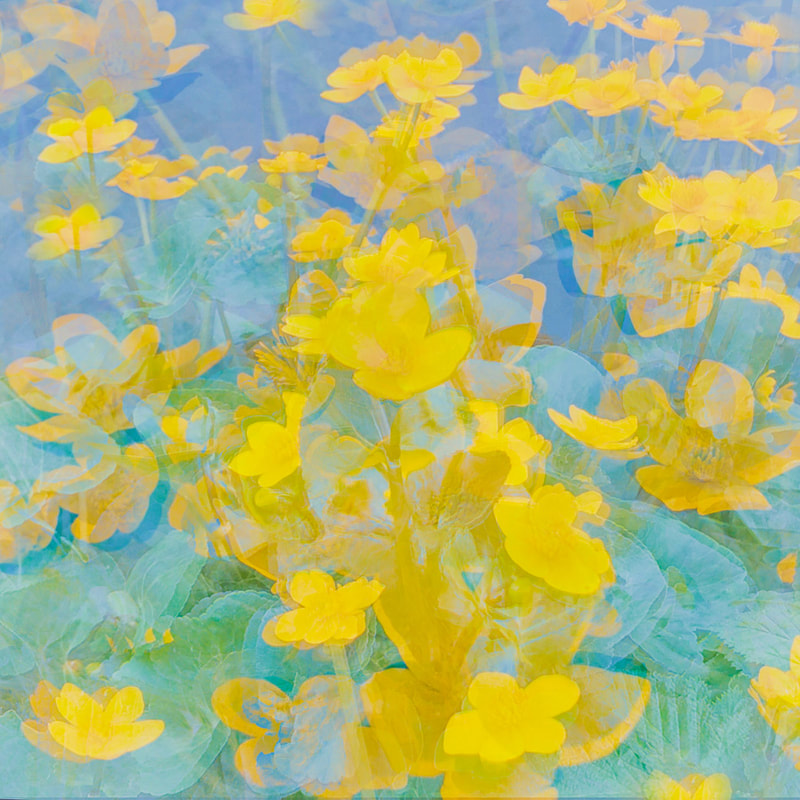 Colourful abstract of yellow marsh marigold flowers against a pastel background