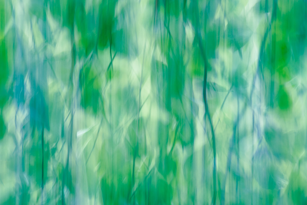 Beech woodland, abstract, Forest of Dean, spring