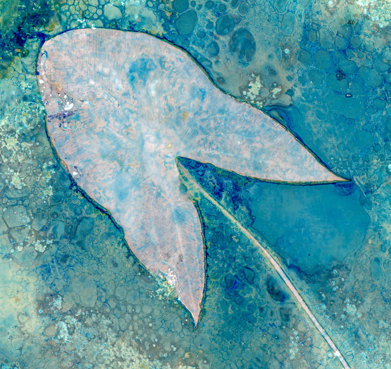 Arrowhead leaf, cyanolumen print