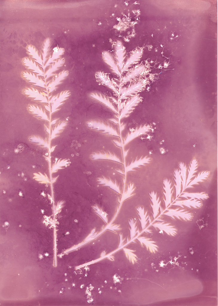 Silverweed leaves, lumen print