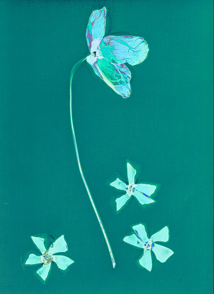 welsh poppy and cyclamen flowers, lumen print