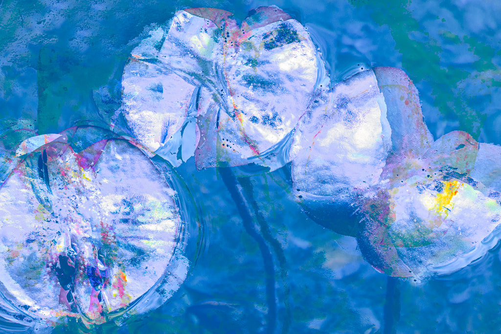 Waterlily Abstract, Forest of Dean
