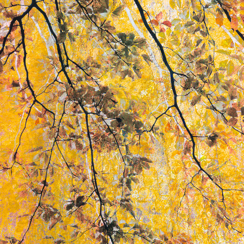Beech woods, golden autumn, multiple exposure