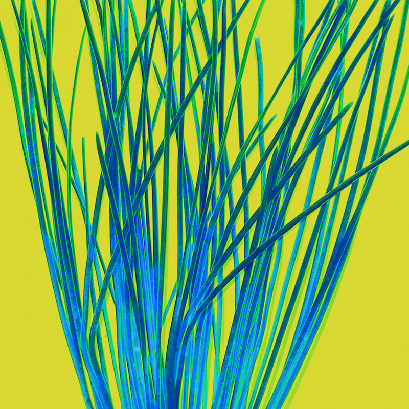 Electric blue fir tree tree needles against a yellow background