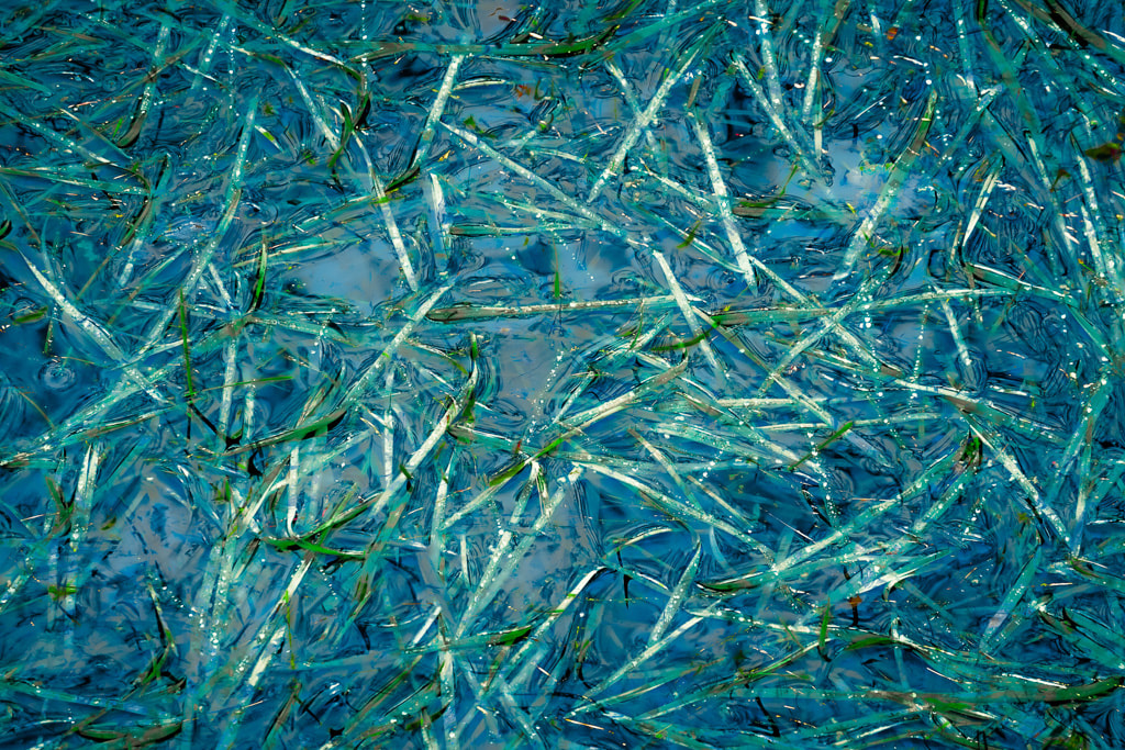 Pond grass, abstract patterns, blue and green