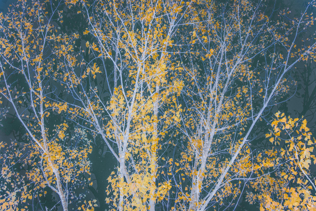 Poplar Trees, Zagoria, multiple exposure