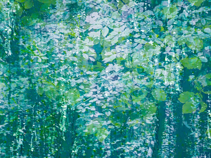 Beech trees, spring, abstract