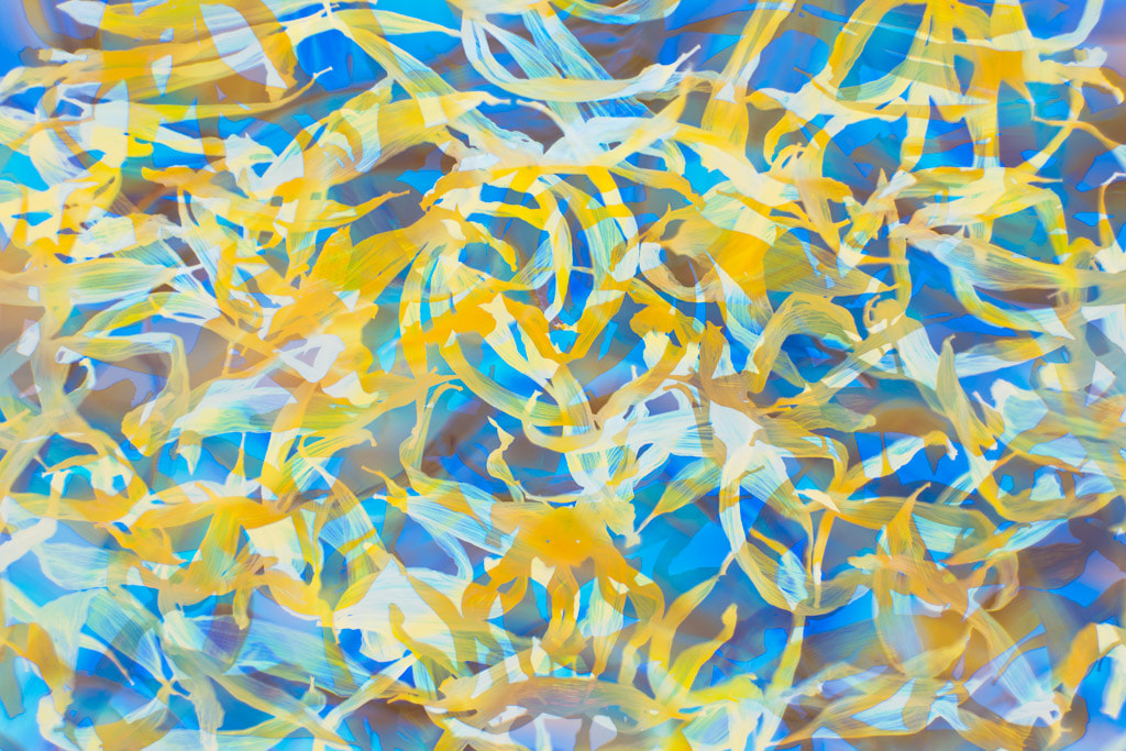 Sun Flower Swirls, abstract of dried sunflower petals, blue and yellow. IGPOTY 12 2nd Place Abstract Views