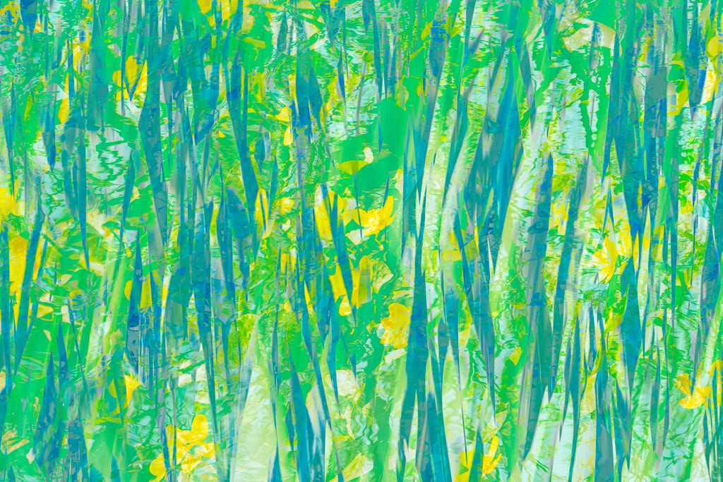 Marsh marigolds and flag iris leaves, abstract, Forest of Dean