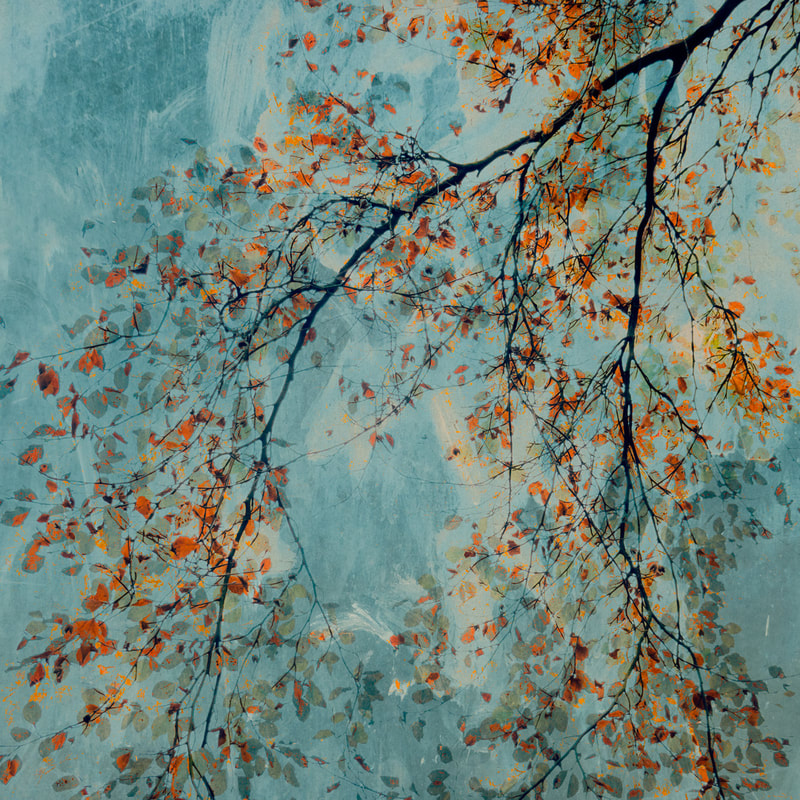 The Last Leaves, beech tree, autumnal abstract