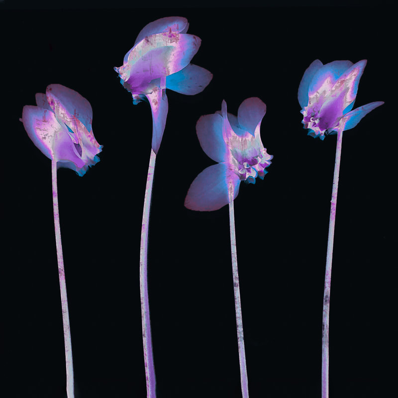 Abstract multiple exposure image of 4 cyclamen flowers against a black background