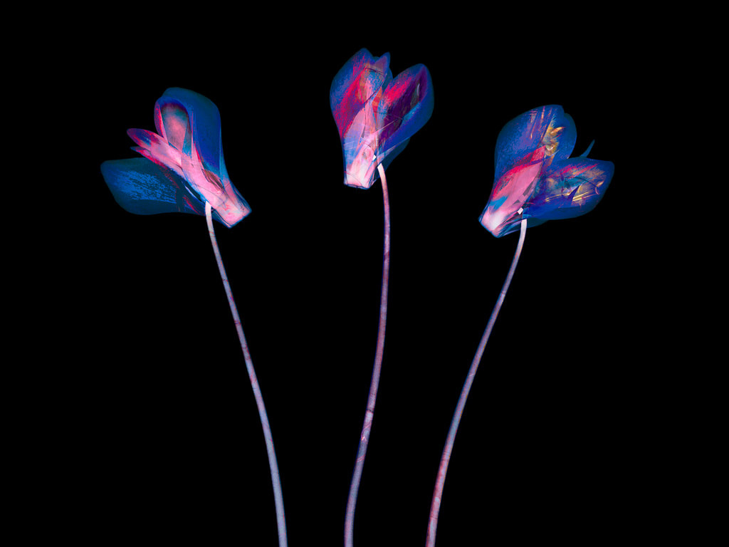 The Three Amigos, cyclamen flowers, abstract, IGPOTY Highly Commended