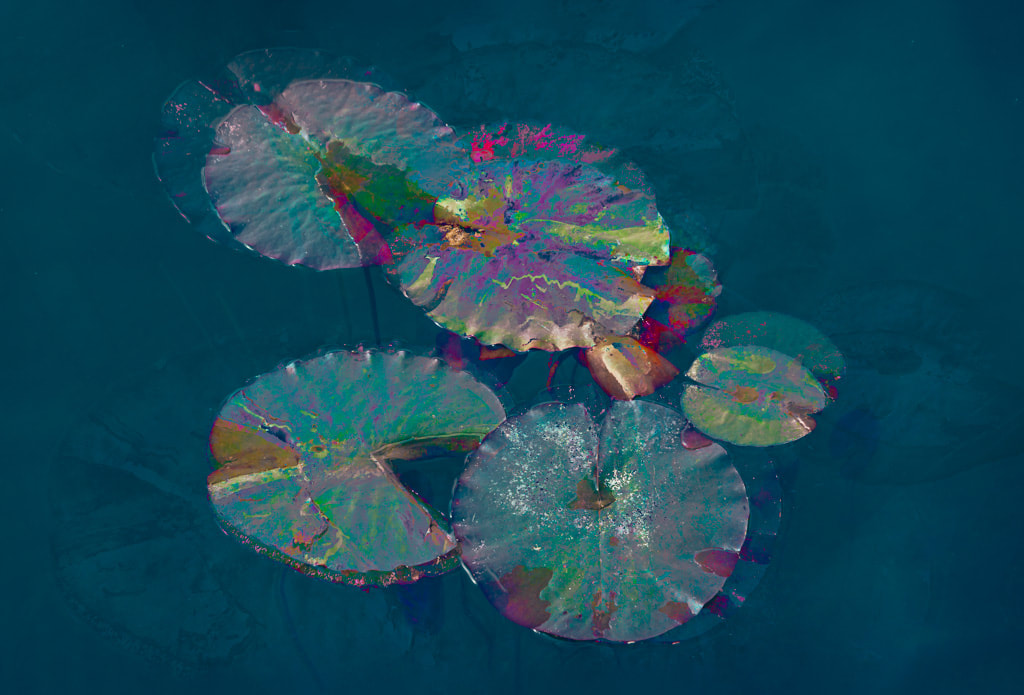 Abstract water lily pads, lake, Forest of Dean