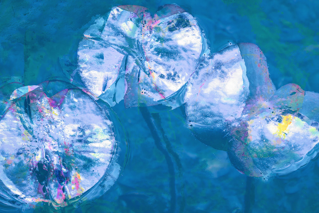 Waterlily pad abstract, Steam Mills Lake, Forest of Dean