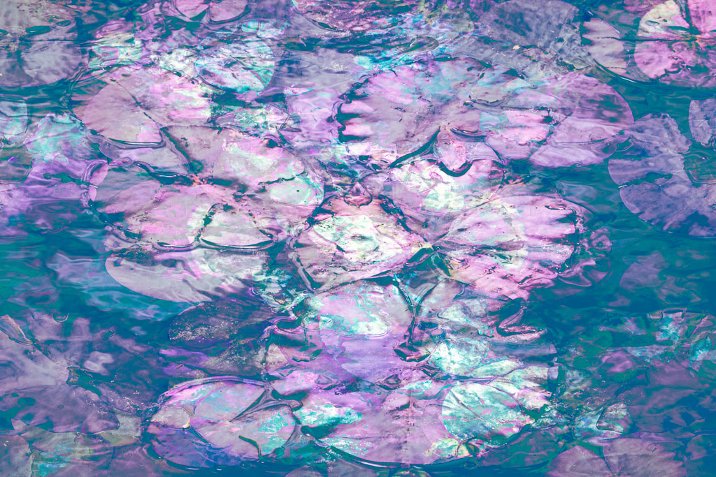 Waterlily abstract, Forest of Dean