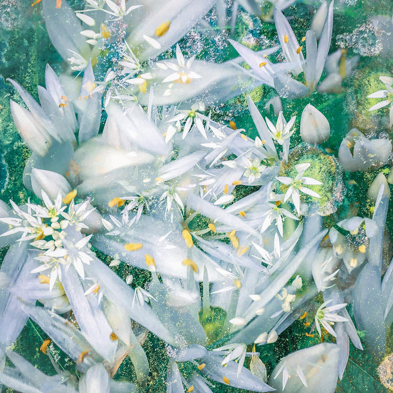 Wild Garlic Abstract, spring flowers, nature abstract