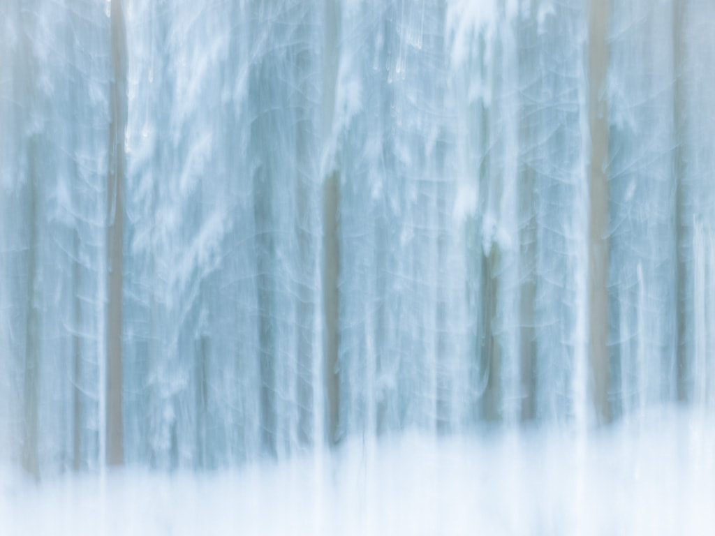 Snowy woodland, Forest of Dean, ICM