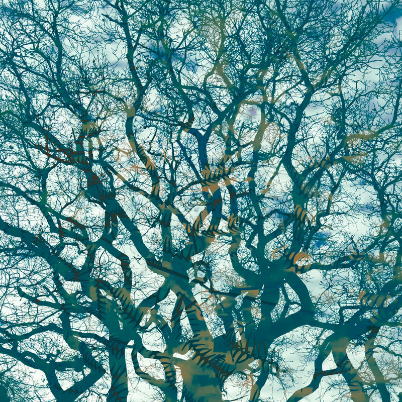 Oak tree, winter, Forest of Dean