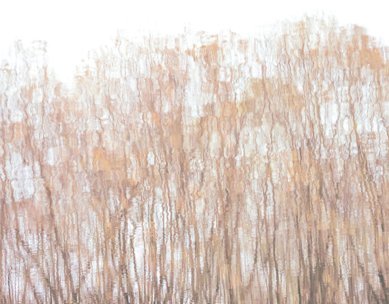 Autumn reed reflections, high key, Forest of Dean