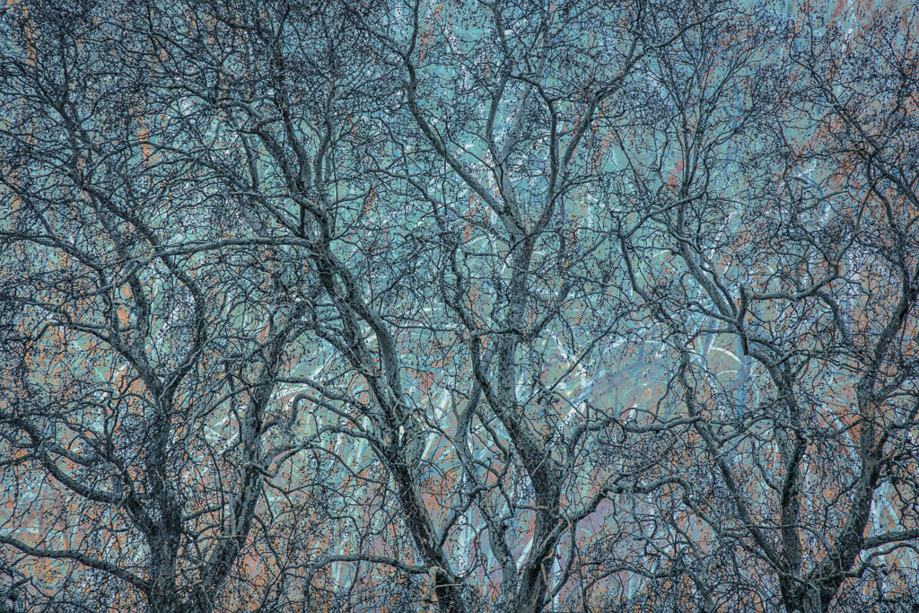 Winter trees and grasses, St James's Park, London