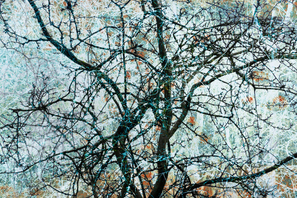 Winter Tree, multiple exposure, Forest of Dean
