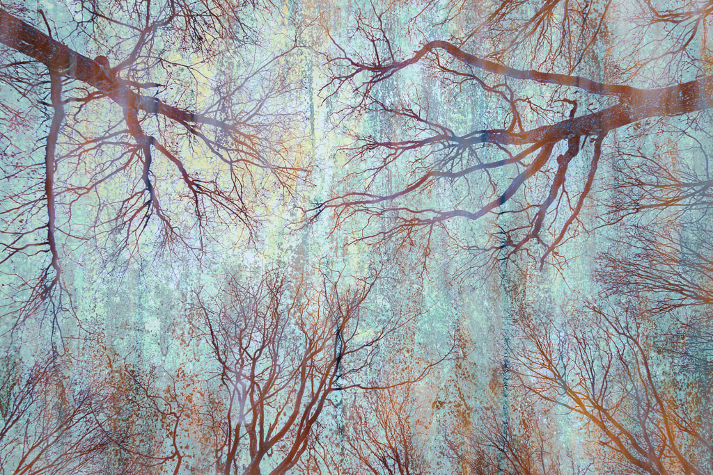 Winter tree multiple exposure, Forest of Dean