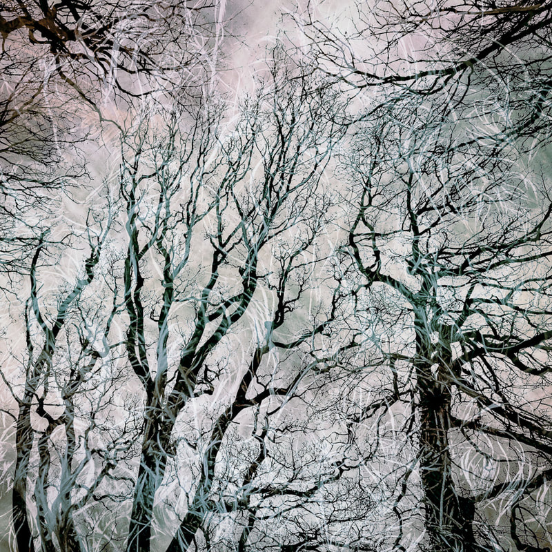 Winter Tree abstract, iPhone multiple exposure