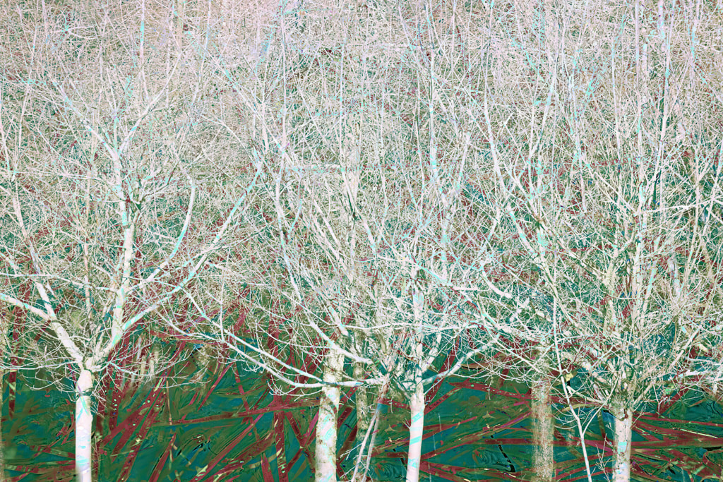 Winter Woodland, multiple exposure, Forest of Dean