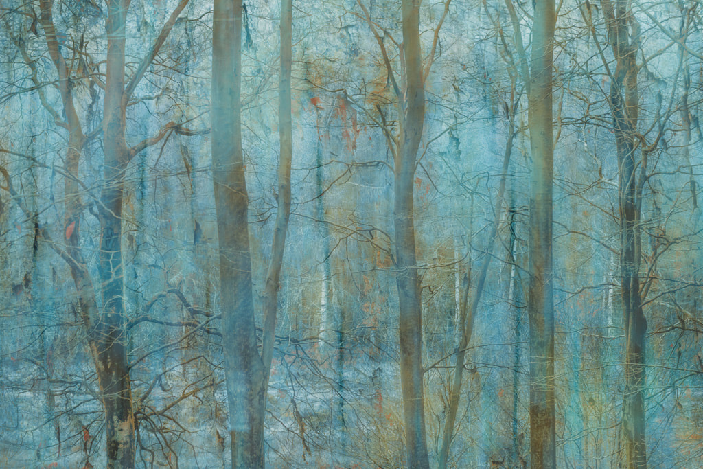 Winter woodland, Forest of Dean