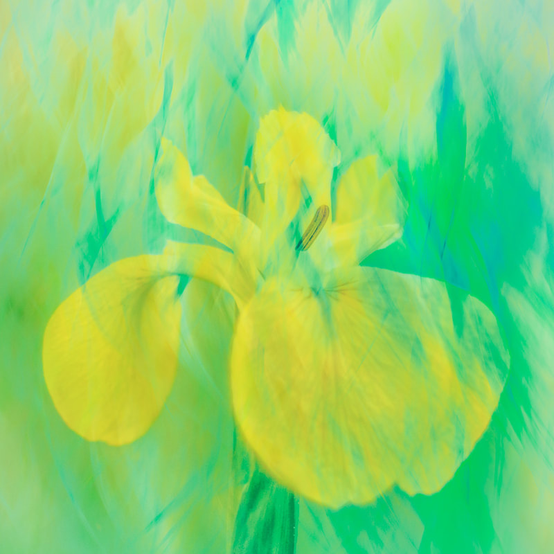 Yellow Flag Iris, impressionist, spring flower